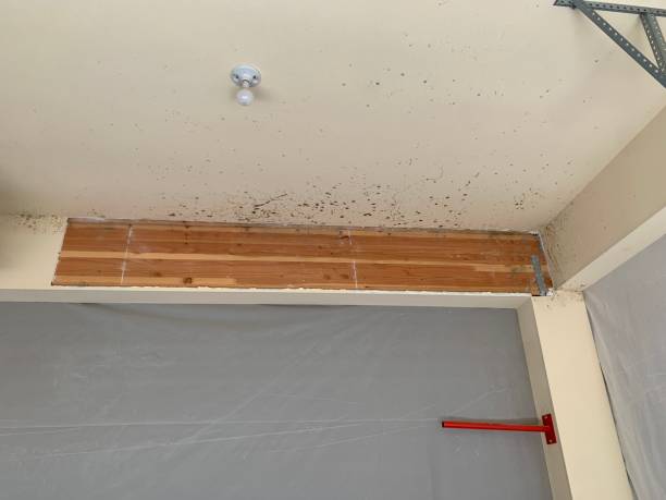 Trusted Castle Point, MO Mold Removal Experts