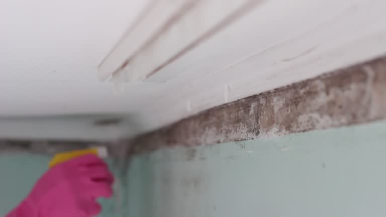 Best Mold Removal for HVAC Installations  in Castle Point, MO