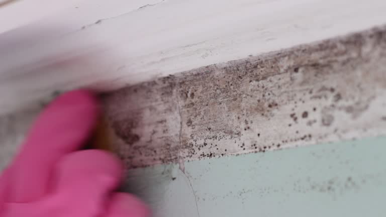 Best Industrial Mold Remediation  in Castle Point, MO